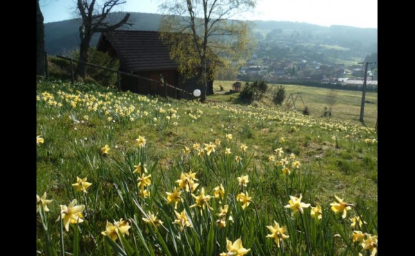 gm028-jonquilles-322281