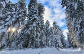 21 01 forêt